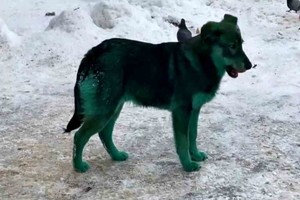 ELLITORAL_356298 |  Gentileza