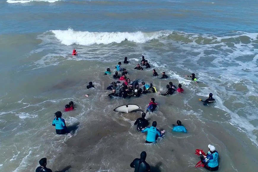 ELLITORAL_279932 |  Gentileza Mundo Marino