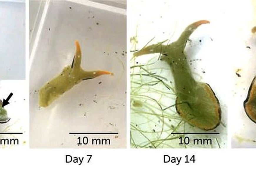 ELLITORAL_362943 |  Captura de pantalla