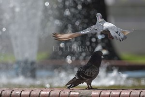 ELLITORAL_421423 |  Mauricio Garín INSTANTÁNEA -  En la Plaza Colón