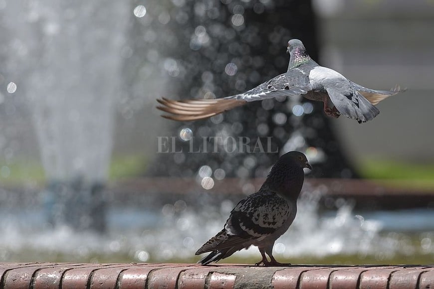 ELLITORAL_421423 |  Mauricio Garín INSTANTÁNEA -  En la Plaza Colón