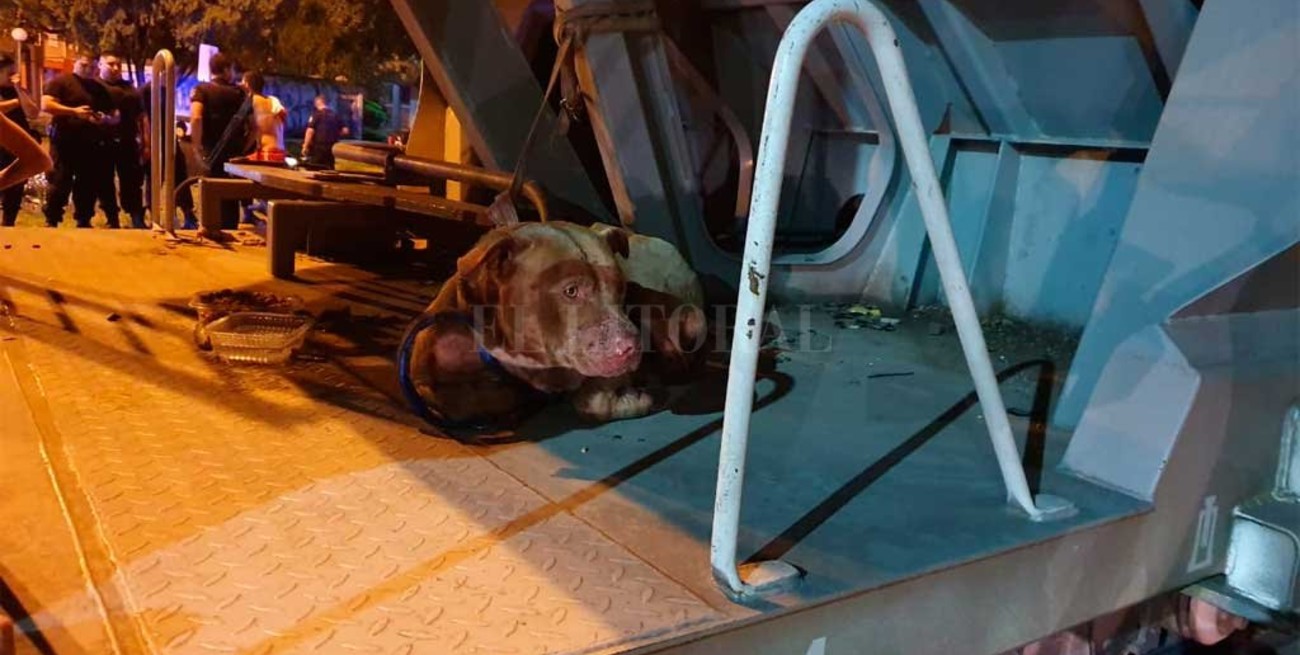 Rescataron a un perro que viajaba atado en un tren que descarriló