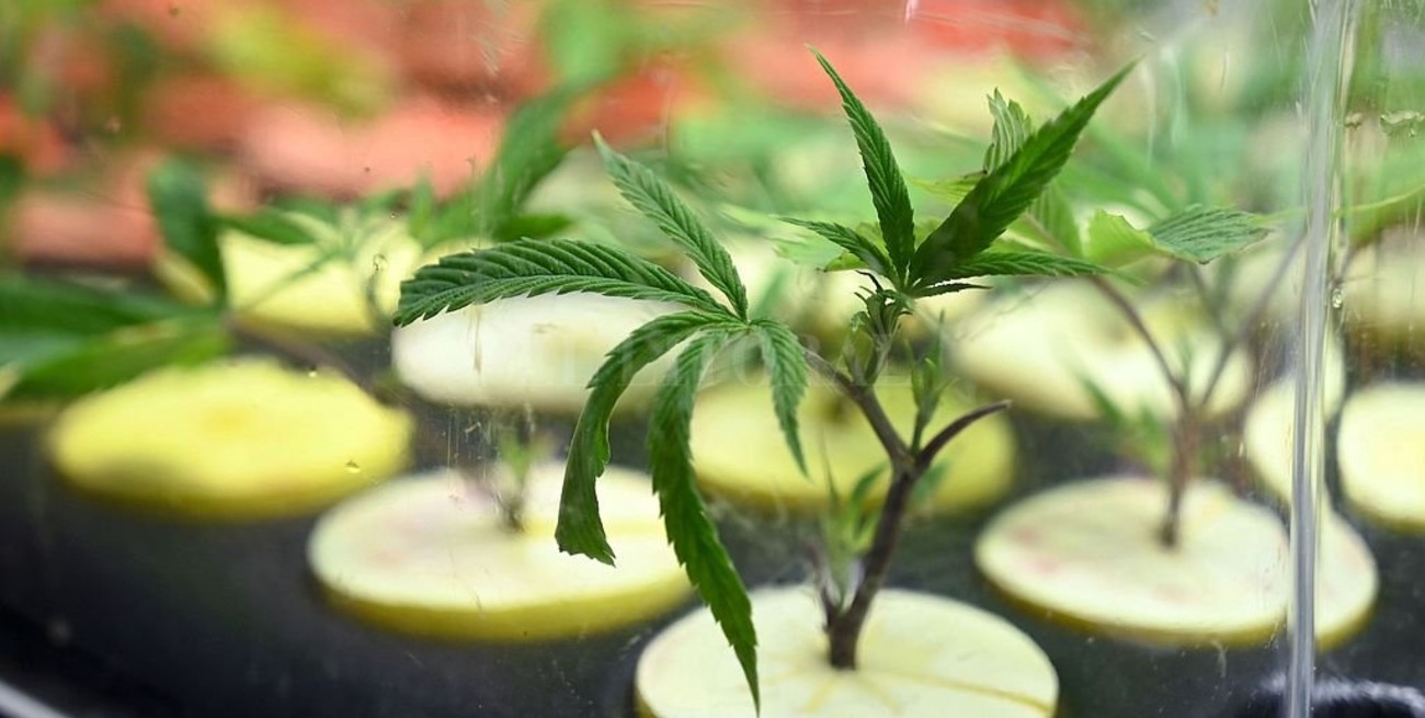 La producción de cannabis medicinal generará una actividad económica de 500 millones de dólares