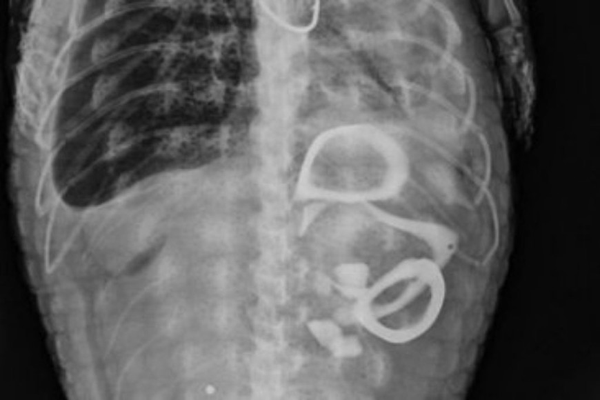 ELLITORAL_349973 |  Gentileza Radiografía del yacaré