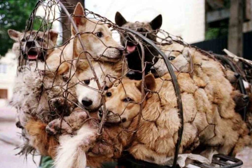 ELLITORAL_309609 |  Gentileza