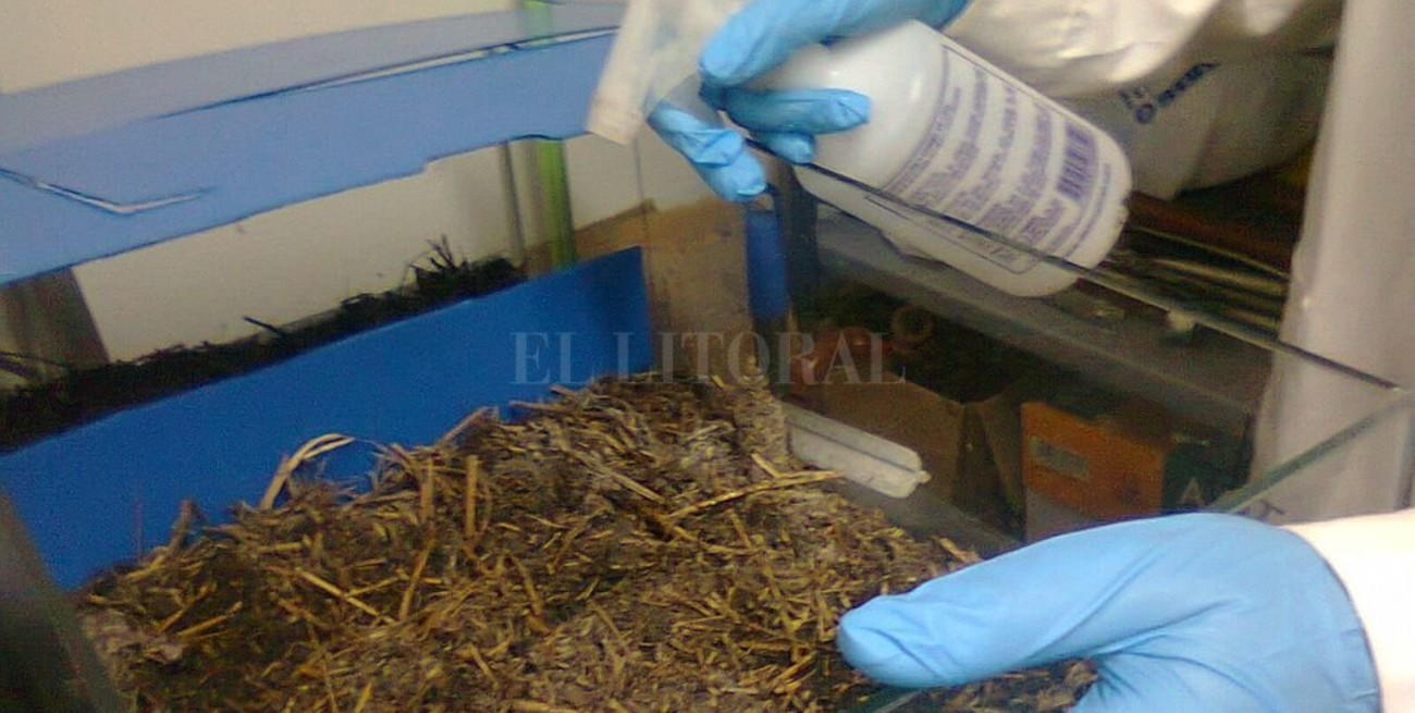  Ensayan el uso de camas biológicas para degradar agroquímicos