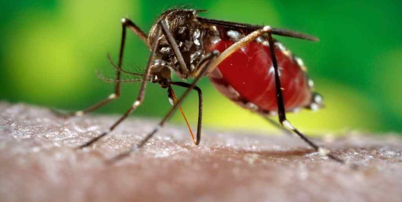 Dengue: descienden los casos en el país, pero se mantiene la vigilancia para combatir al mosquito