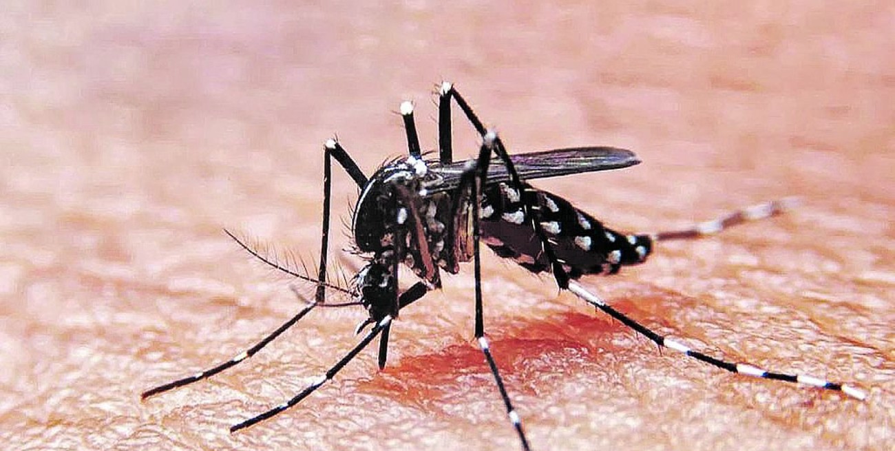 Falleció una mujer por dengue en Buenos Aires