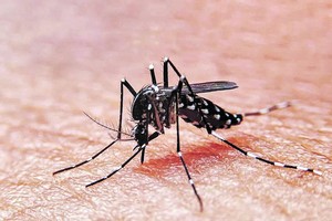 ELLITORAL_287040 |  Captura digital El mosquito Aedes aegypti es el transmisor de la enfermedad viral.