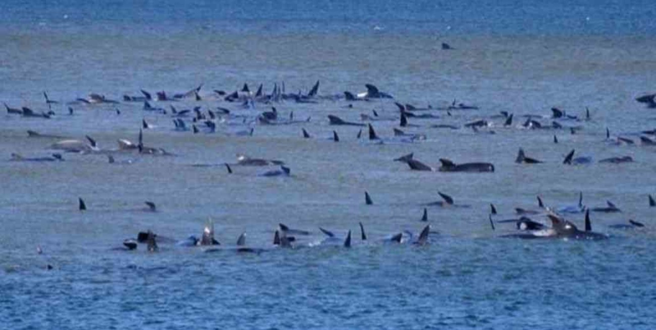 Hallaron 275 ballenas varadas en el sur de Australia