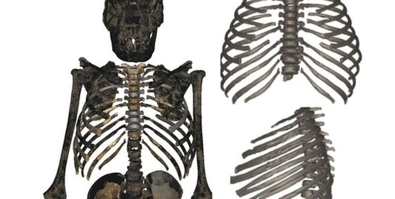 Una reconstrucción 3D revela la verdadera apariencia del Homo erectus