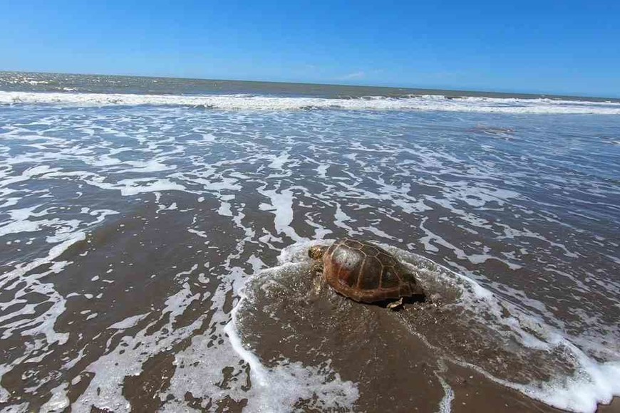 ELLITORAL_335242 |  Gentileza Mundo Marino