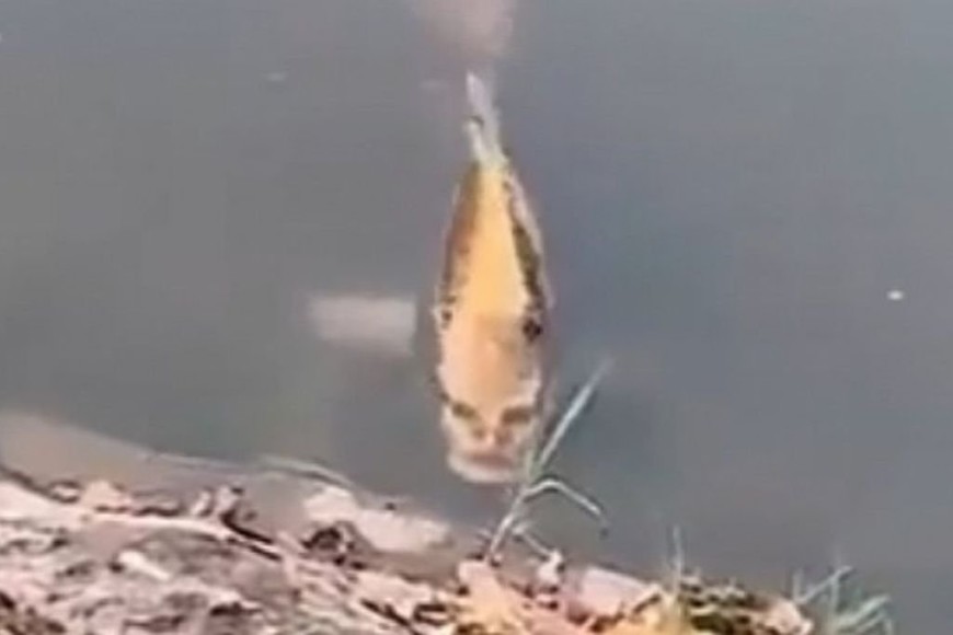 ELLITORAL_358504 |  Gentileza