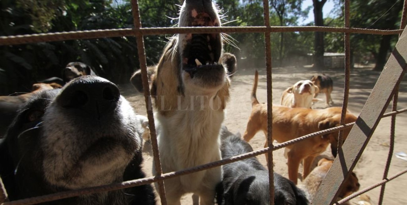 La Protectora de Animales aloja a 700 perros y necesita urgente más caniles