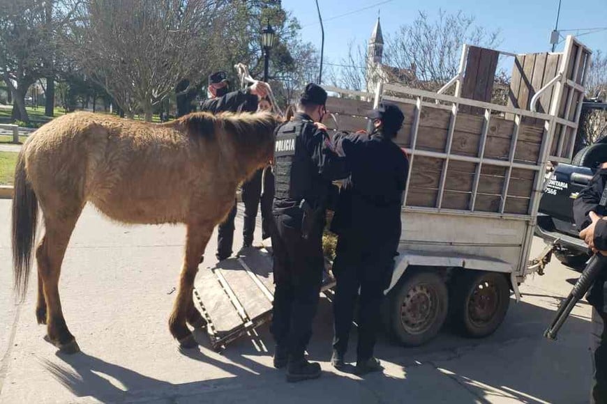 ELLITORAL_395284 |  El Litoral Un hombre de 28 años fue identificado por el delito de crueldad animal y se le secuestró una yegua y el carro en Recreo - FOTO: Prensa URI