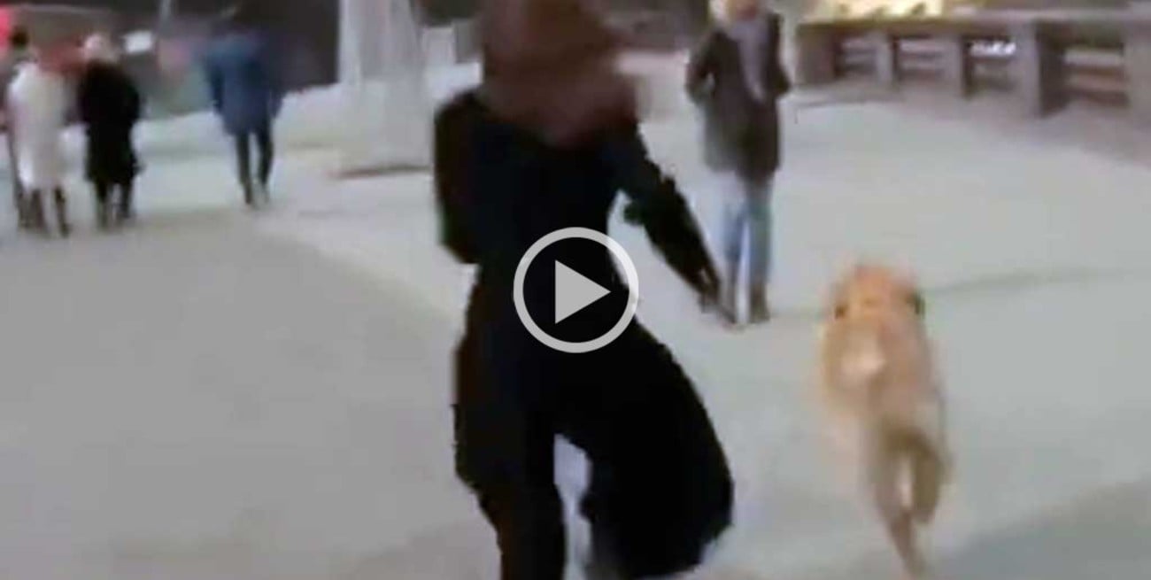 Video: insólita secuencia con un perro que le roba el micrófono a una periodista
