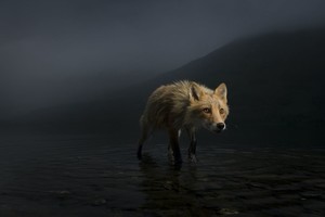 ELLITORAL_400911 |  Jonny Armstrong Storm fox