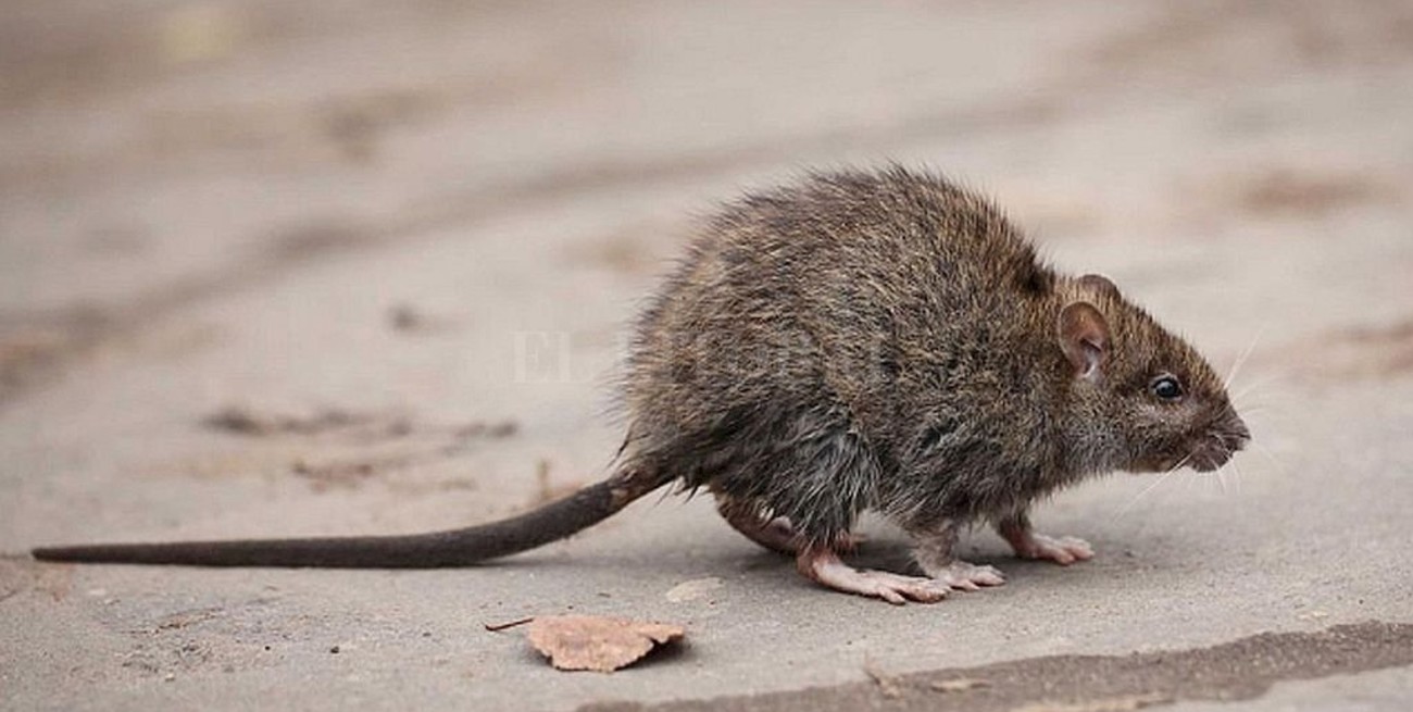 Investigan casos de hepatitis contagiada por roedores en Hong Kong