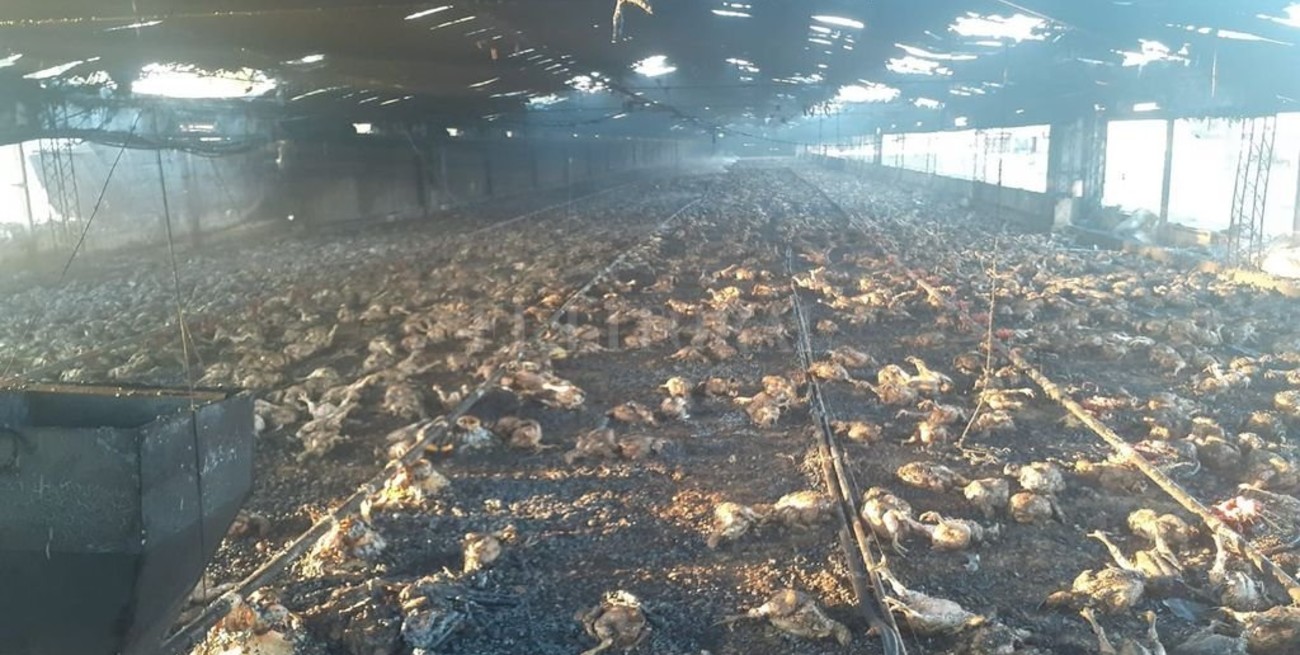 Se incendió una granja avícola en Colonia San José
