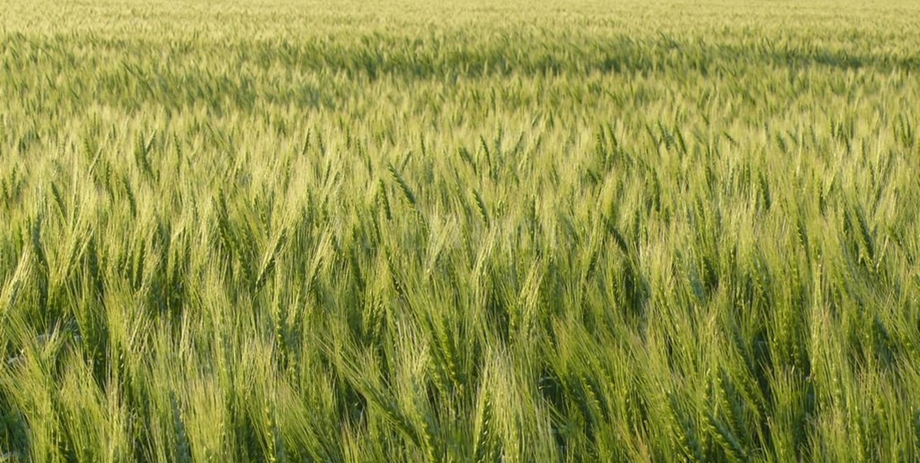 En el cierre del ciclo del trigo, comenzaron los inconvenientes 