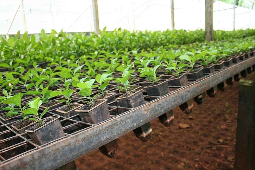 ELLITORAL_247414 |  Gentileza.