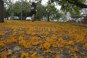 ELLITORAL_418182 |  Flavio Raina INSTANTÁNEA -  Por la alfombra amarilla