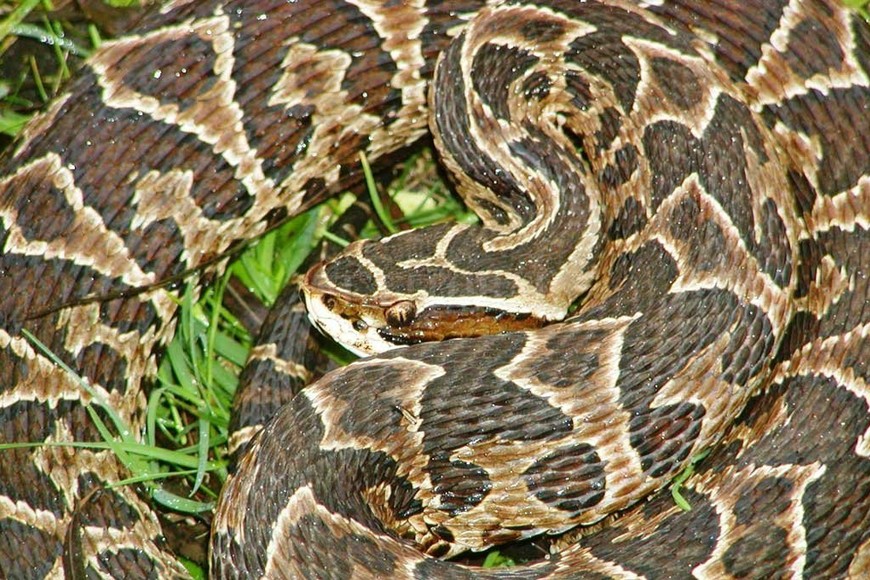 ELLITORAL_319244 |  Gentileza Inali UNL Conicet. Yarará grande (Bothrops alternatus). Es venenosa, alcanza una media de 1,7 m. de largo, se alimenta de roedores y habita mayormente todo el centro y norte provincial.