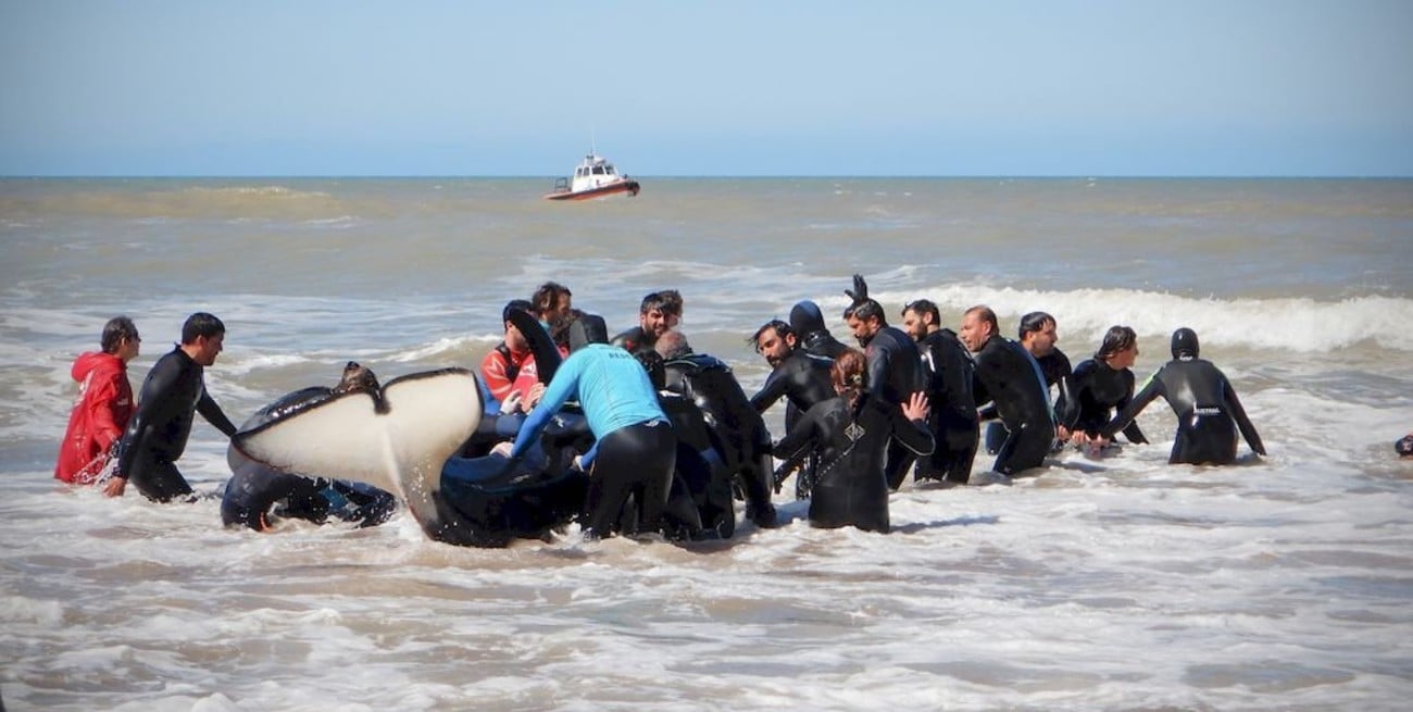 Fotos y video: Así rescataron a la última orca en Mar Chiquita