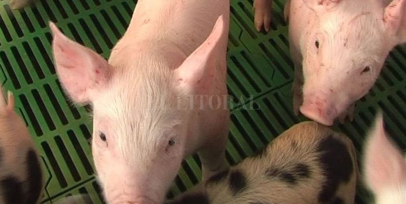 Mercado chino: en qué condiciones se encuentra Argentina para exportar carne de cerdo