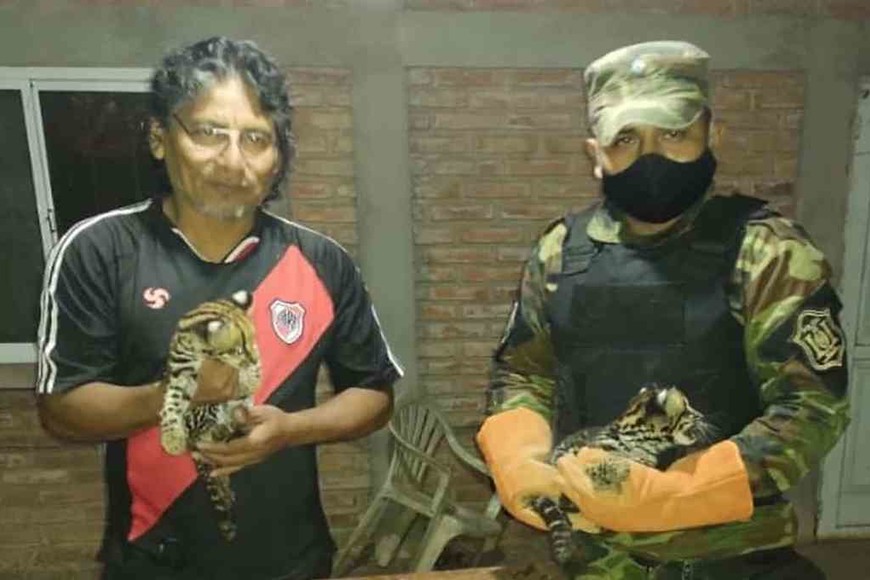 ELLITORAL_317441 |  Gentileza Policía de Salta Rescataron dos cachorritos de gato onza en Mosconi.