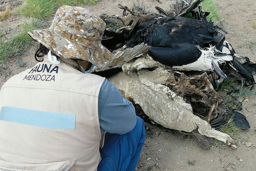 ELLITORAL_201531 | Programa Conservación Cóndor Andino