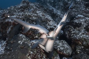 ELLITORAL_353687 |  Gentileza Ron Watkins