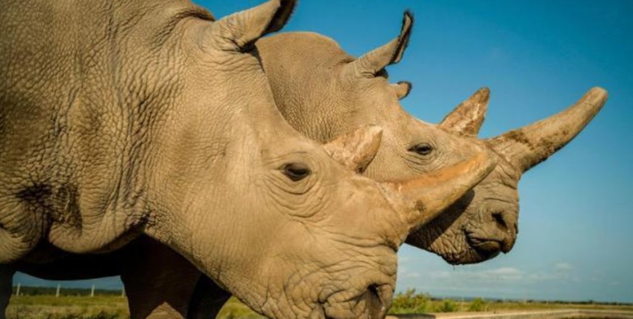 Embriones in vitro para salvar al rinoceronte blanco de la extinción