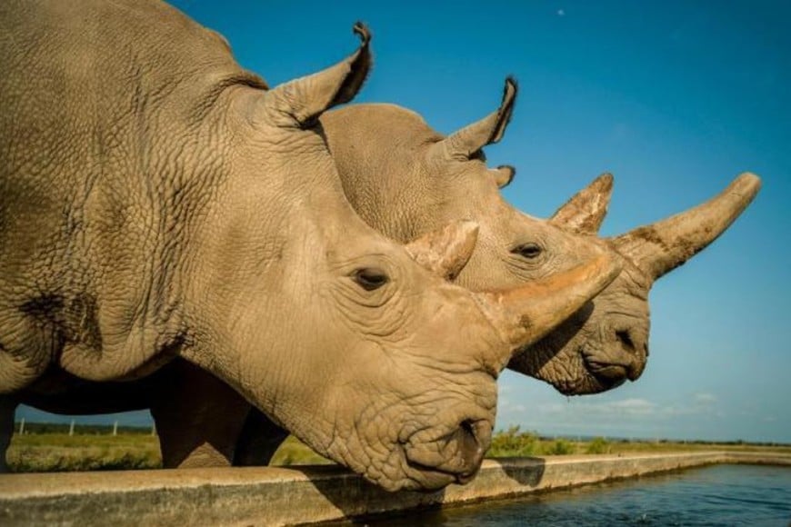 ELLITORAL_262262 |  Ol Pejeta Conservancy