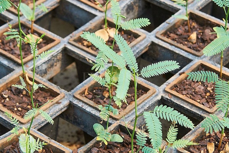 ELLITORAL_331931 |  Biofábrica Misiones