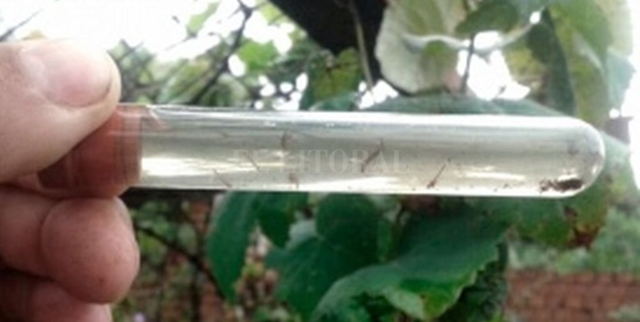 El INTA presentó un producto para combatir las larvas del mosquito
