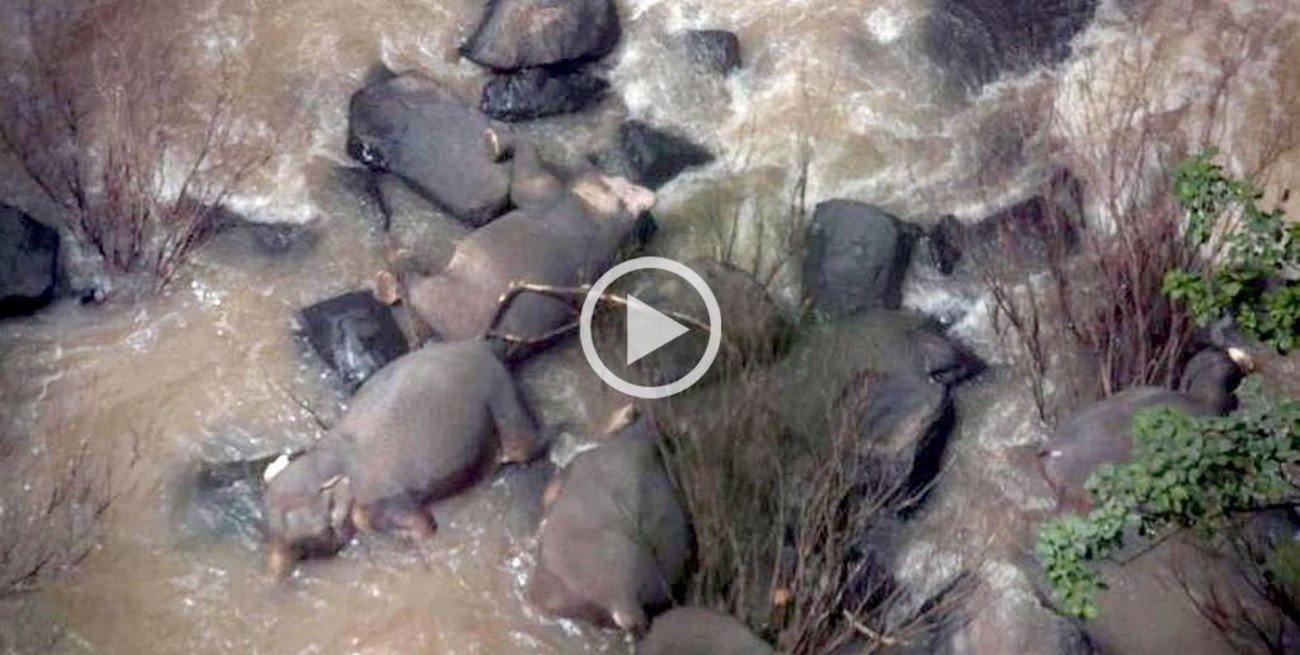 Seis elefantes muertos y dos más rescatados tras caer por una catarata