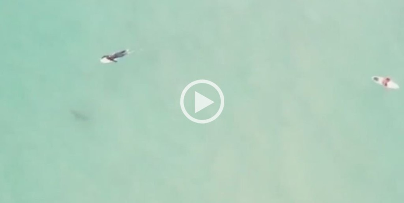 Video: un surfista se bajó de su tabla y pisó un tiburón de dos metros