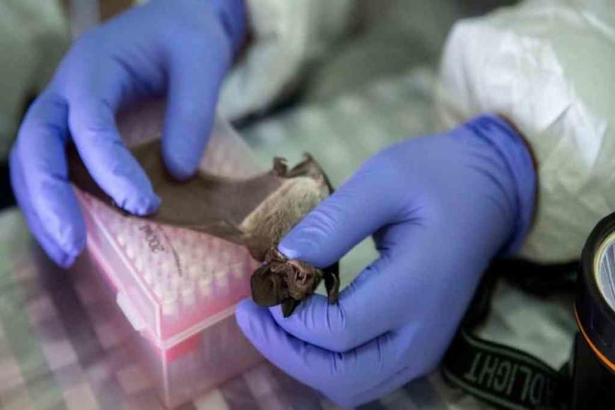 ELLITORAL_350076 |  Agencias Aunque los murciélagos son portadores de enfermedades, también ayudan a controlar loa insectos, por lo que sacrificarlos no es una buena opción, dicen los científicos.