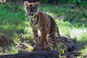 ELLITORAL_294616 |  Gentileza