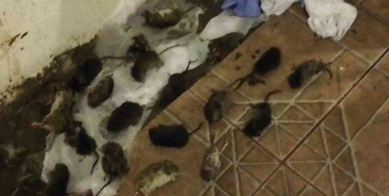 Invasión de ratas en la cordillera patagónica: cierran accesos a lagos 