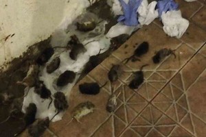 ELLITORAL_271253 |  Gentileza