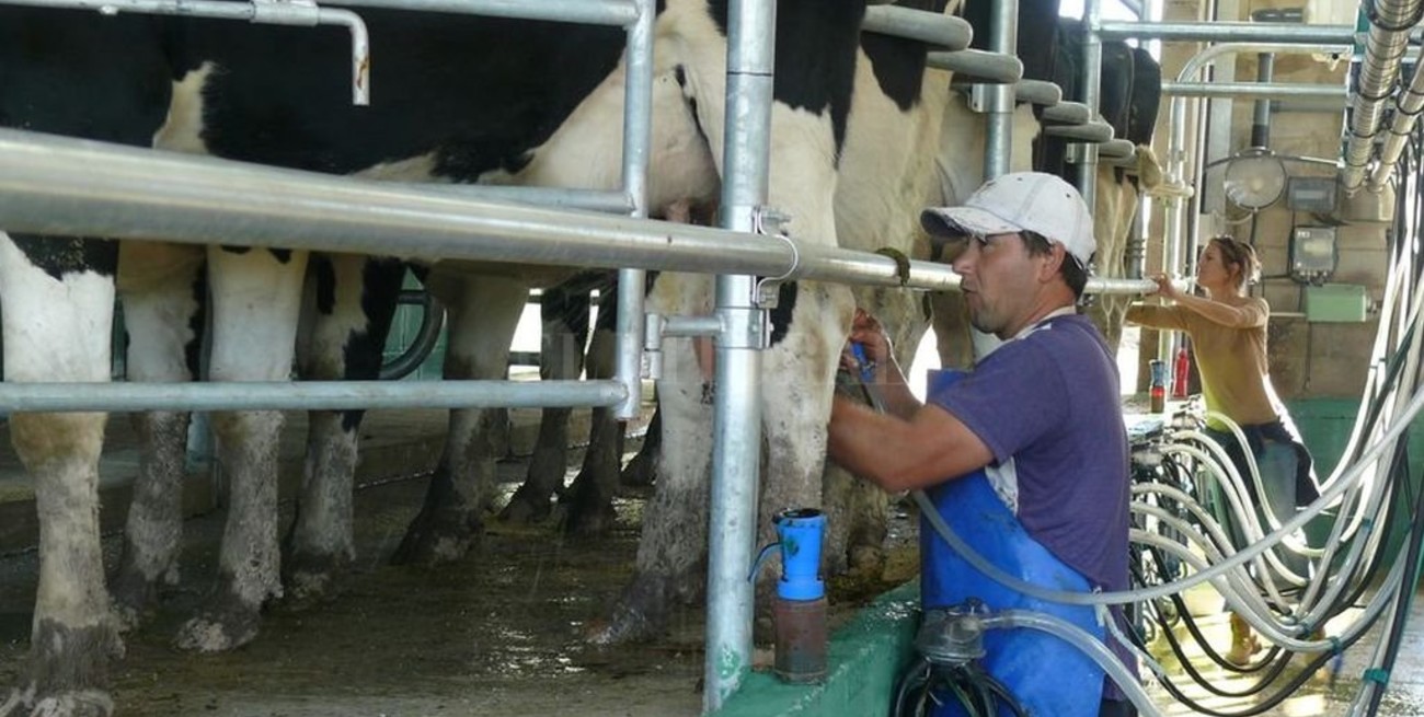 Para el presidente de la Sociedad Rural, la falta de leche se debe "a la caída en la producción"
