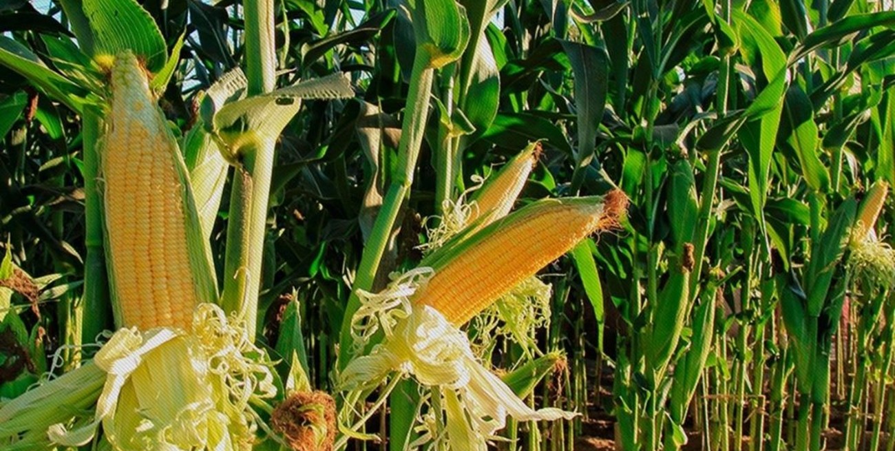 Córdoba: proyectan cosecha de 35 millones de toneladas entre girasol, maíz, maní, soja y sorgo