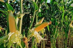 ELLITORAL_373332 |  Banco de Cereales de Córdoba