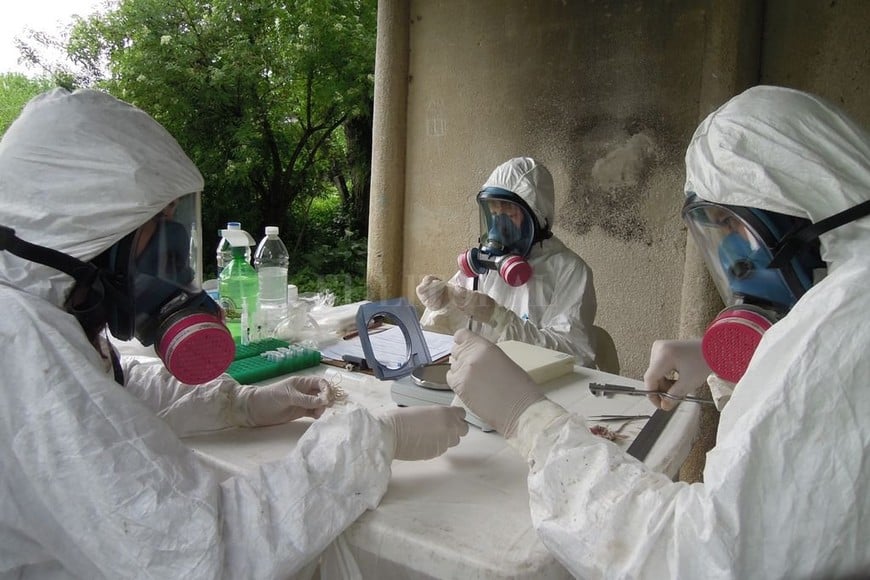ELLITORAL_301777 |  Gentileza Investigador. Este científico pertenece al Laboratorio de Ecología de Enfermedades (LEcEn), ICiVet LITORAL (UNL-CONICET).