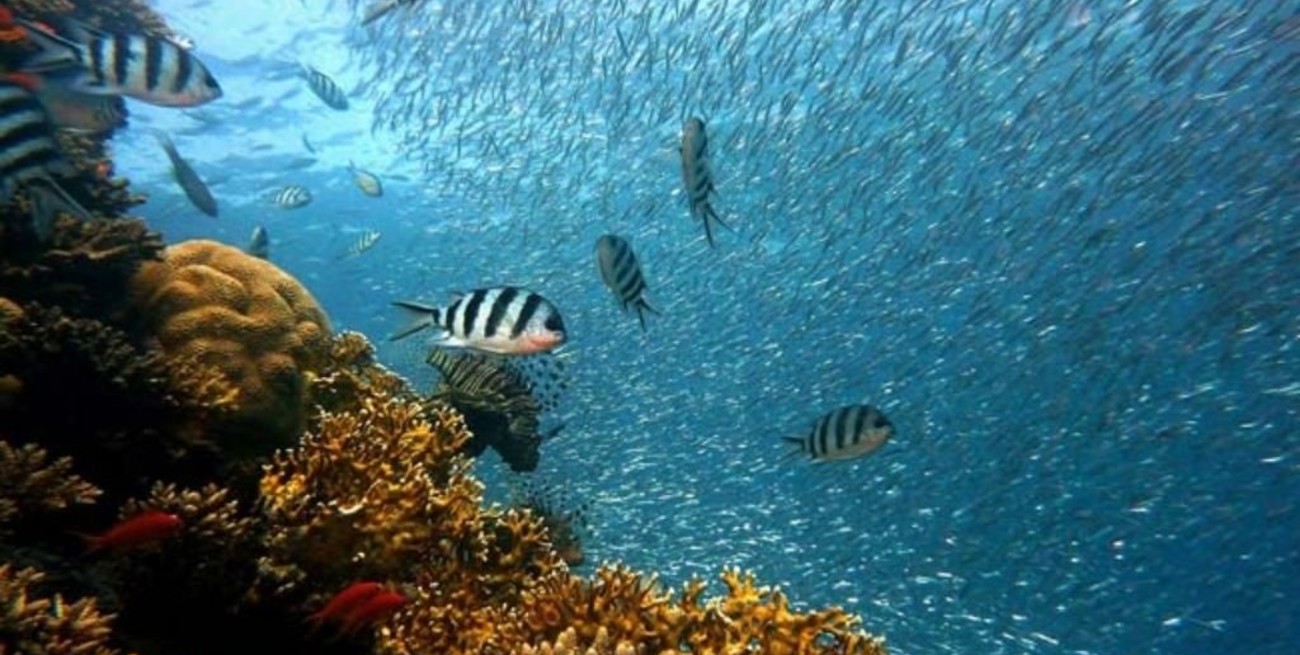 Día Mundial de los Océanos: "El océano: vida y medios de subsistencia"