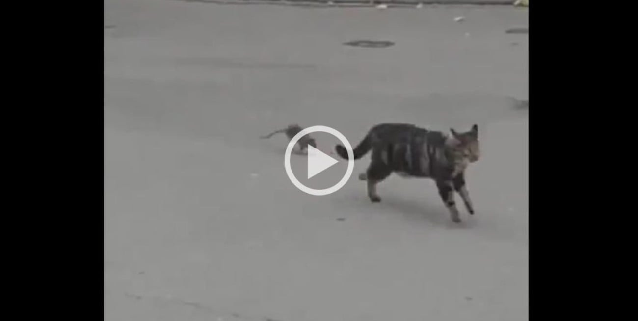 Video: A lo "Tom y Jerry" un ratón persiguió a un gato