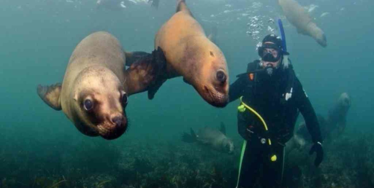 Puerto Madryn desarrollará un Parque Acuático Submarino para fomentar el buceo