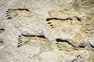 Télam Huellas de 23.000 años, descubiertas en el suroeste de Estados Unidos, sugieren que los asentamientos humanos en América del Norte son previos al fin de la era del hielo.